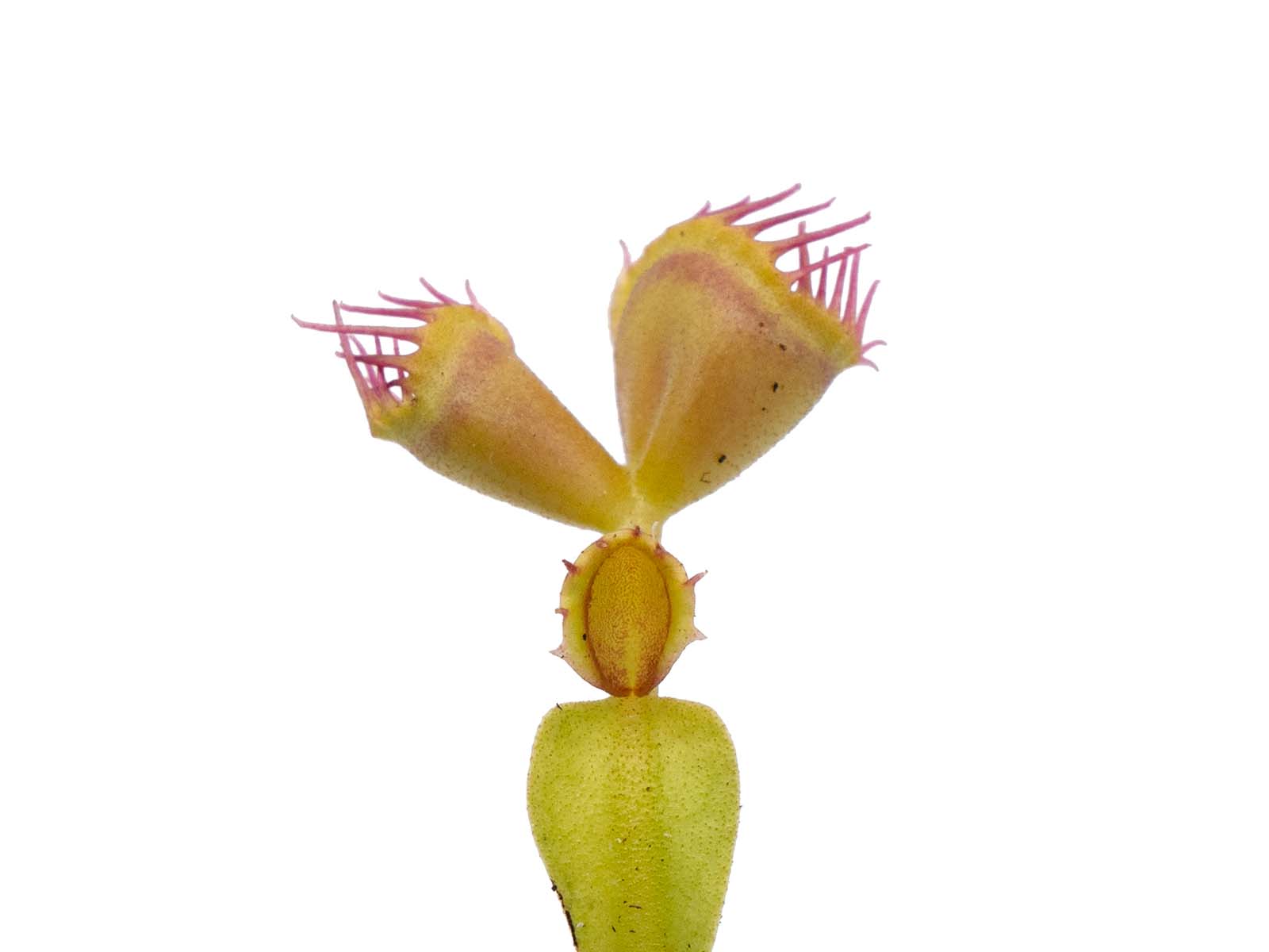 Dionaea muscipula - Double Trouble