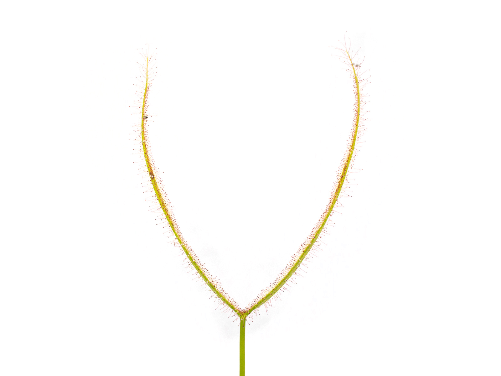 Drosera binata - T-form