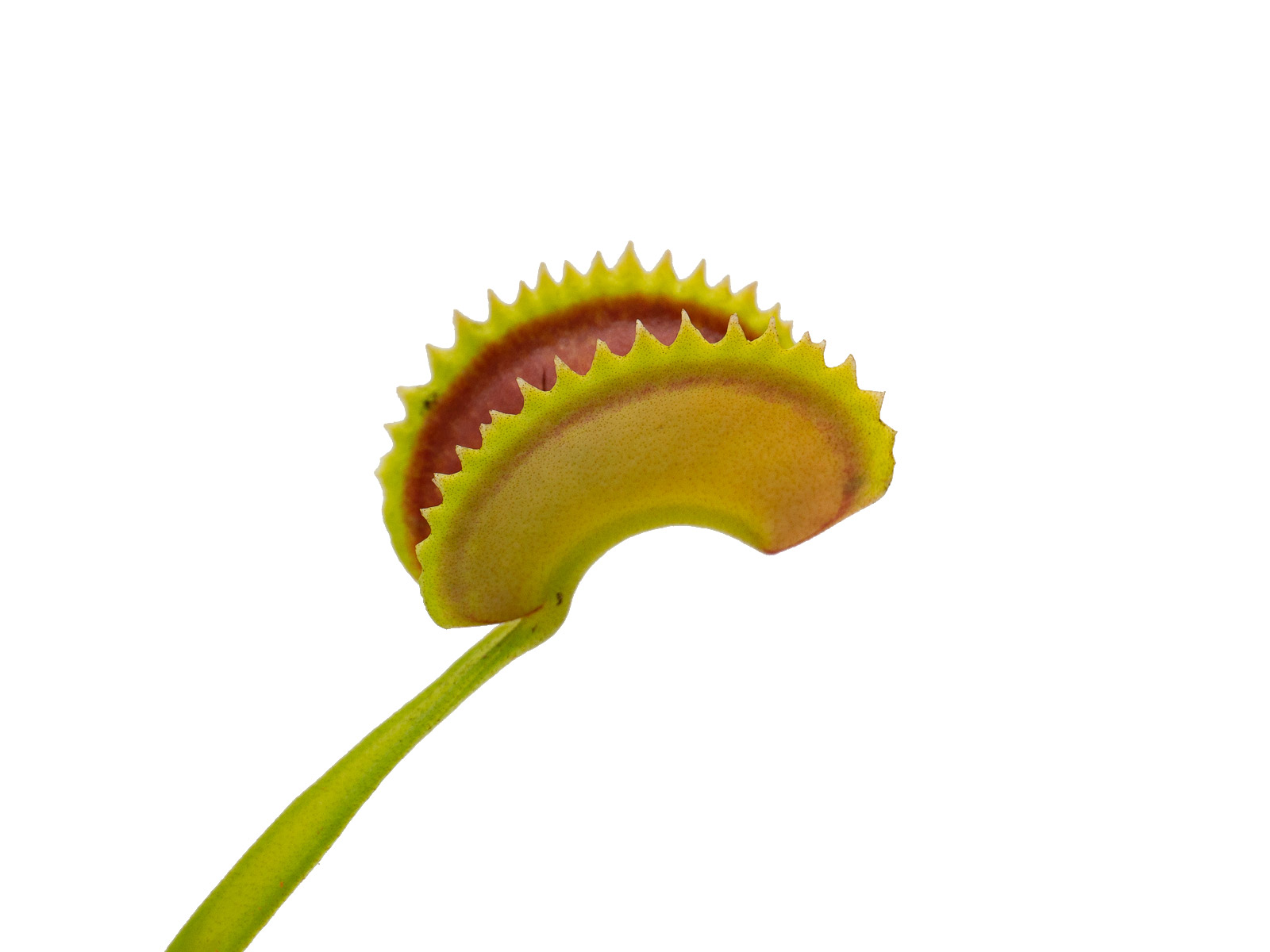 Dionaea muscipula - Clone X11