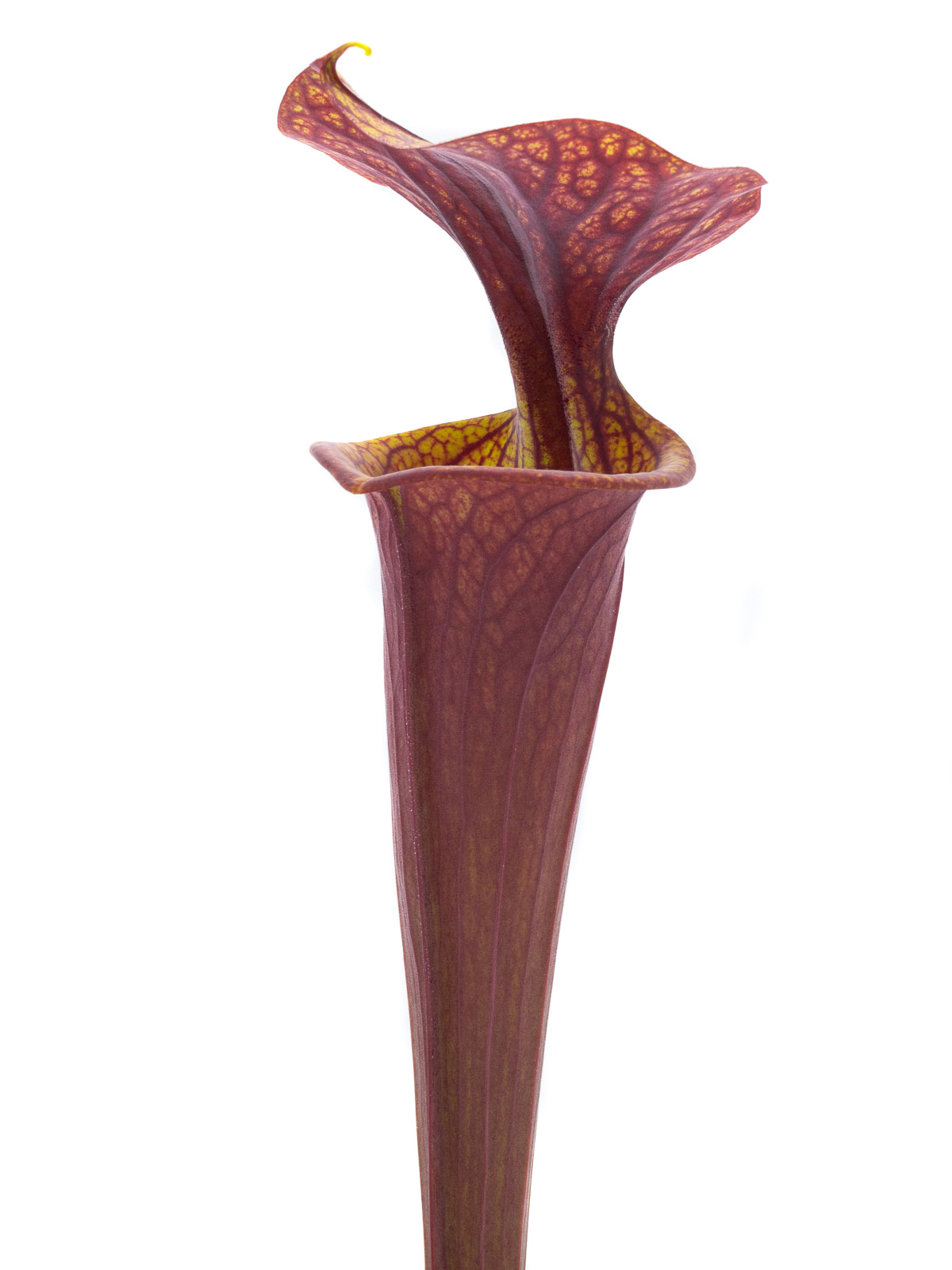 Sarracenia flava var. ornata - MK F47, heavy veined, reddish form