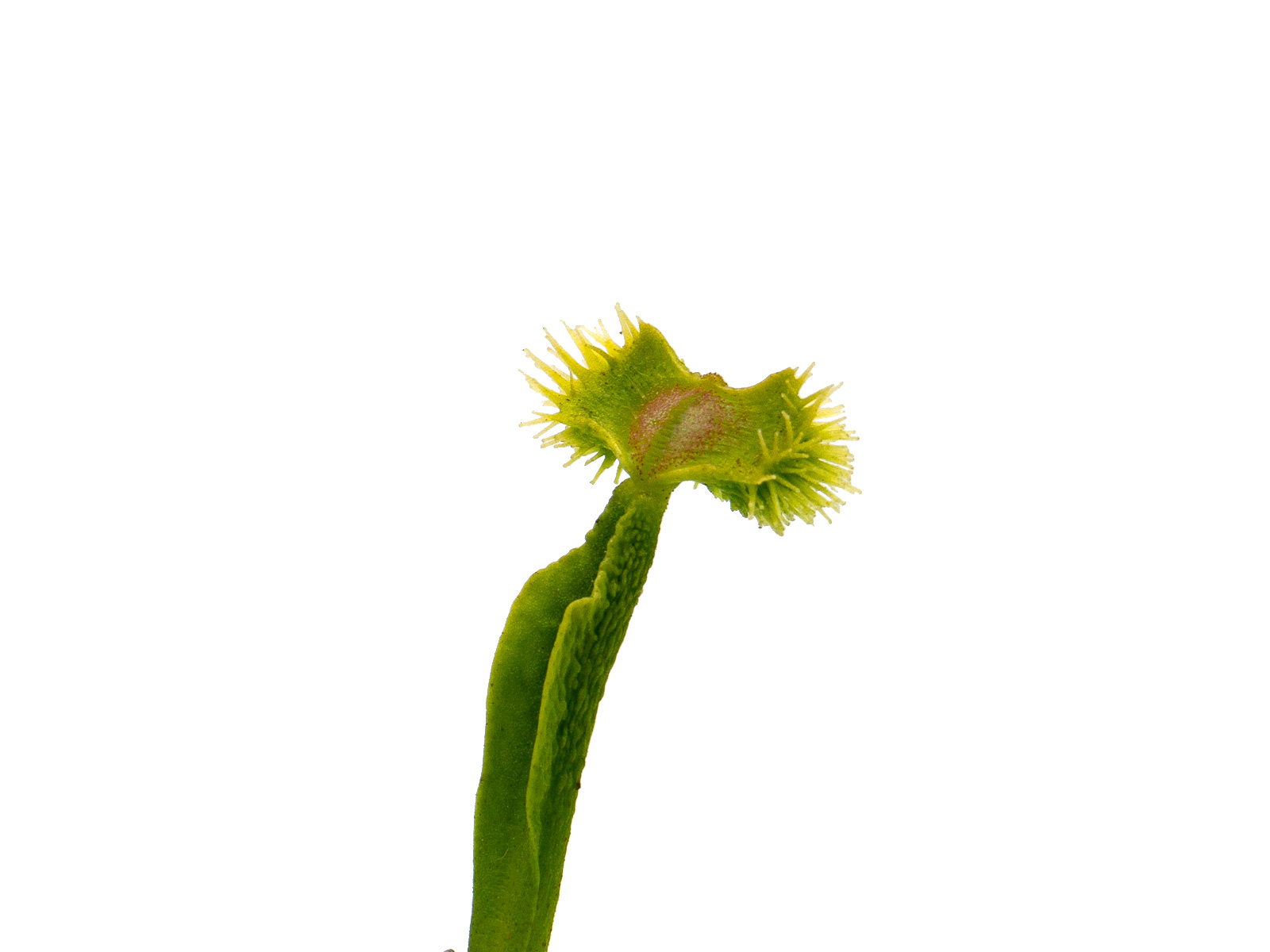 Dionaea muscipula - GJ Koralle