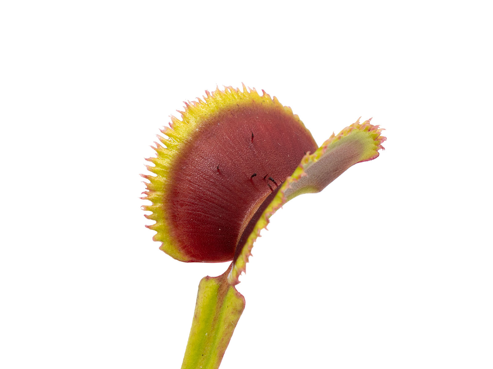 Dionaea muscipula - Sunrise