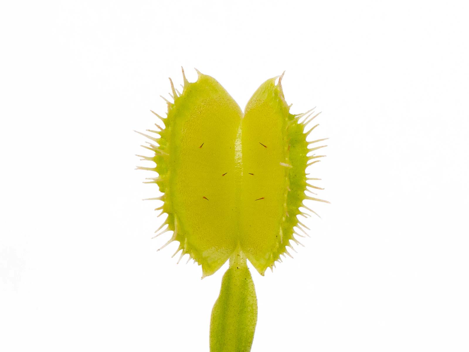 Dionaea muscipula - GJ Tinkerbell