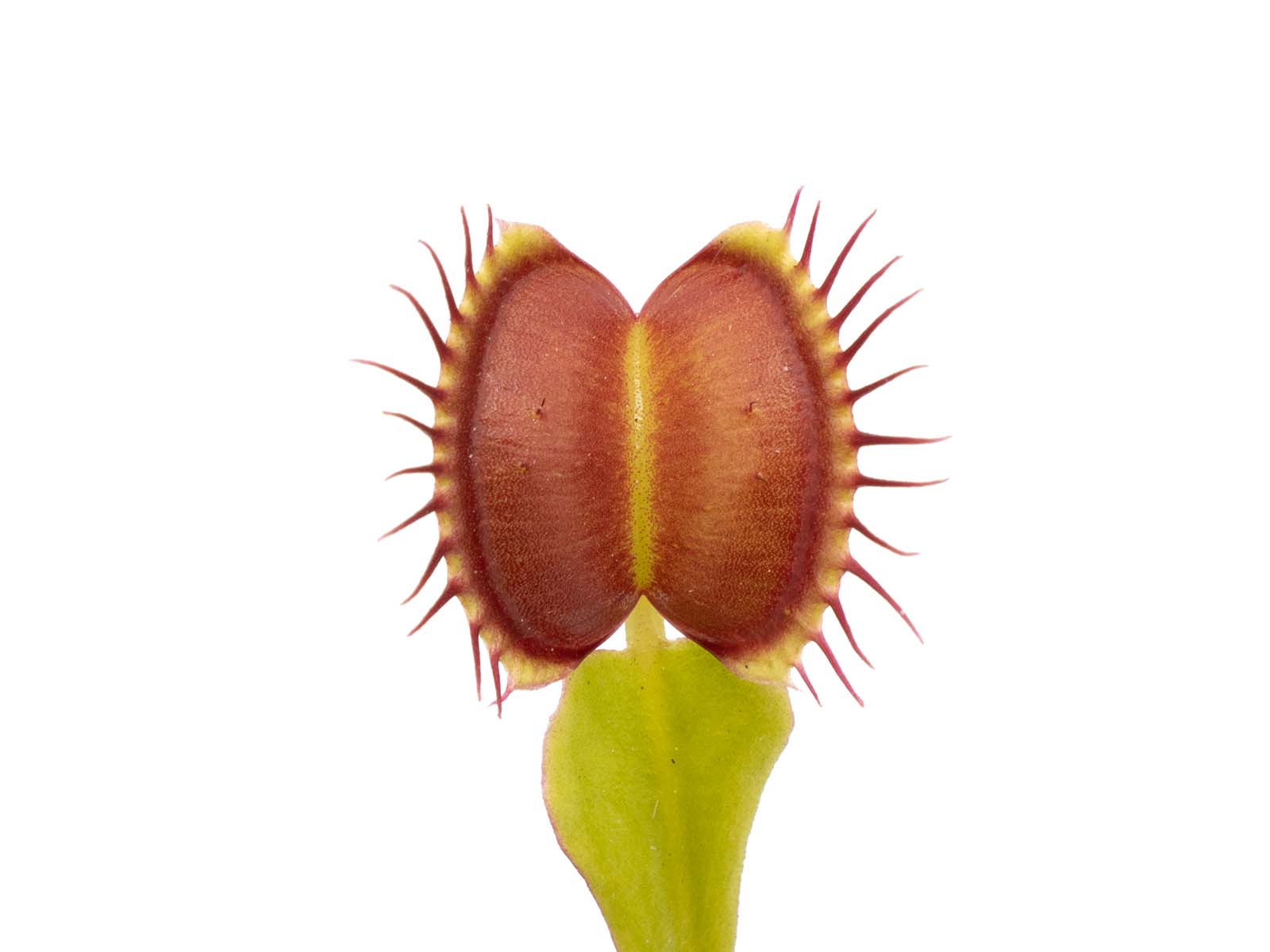 Dionaea muscipula - Dingley Giant