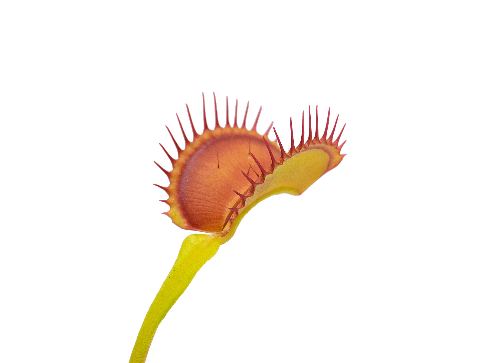 Dionaea muscipula - Charly Mandson Spotted