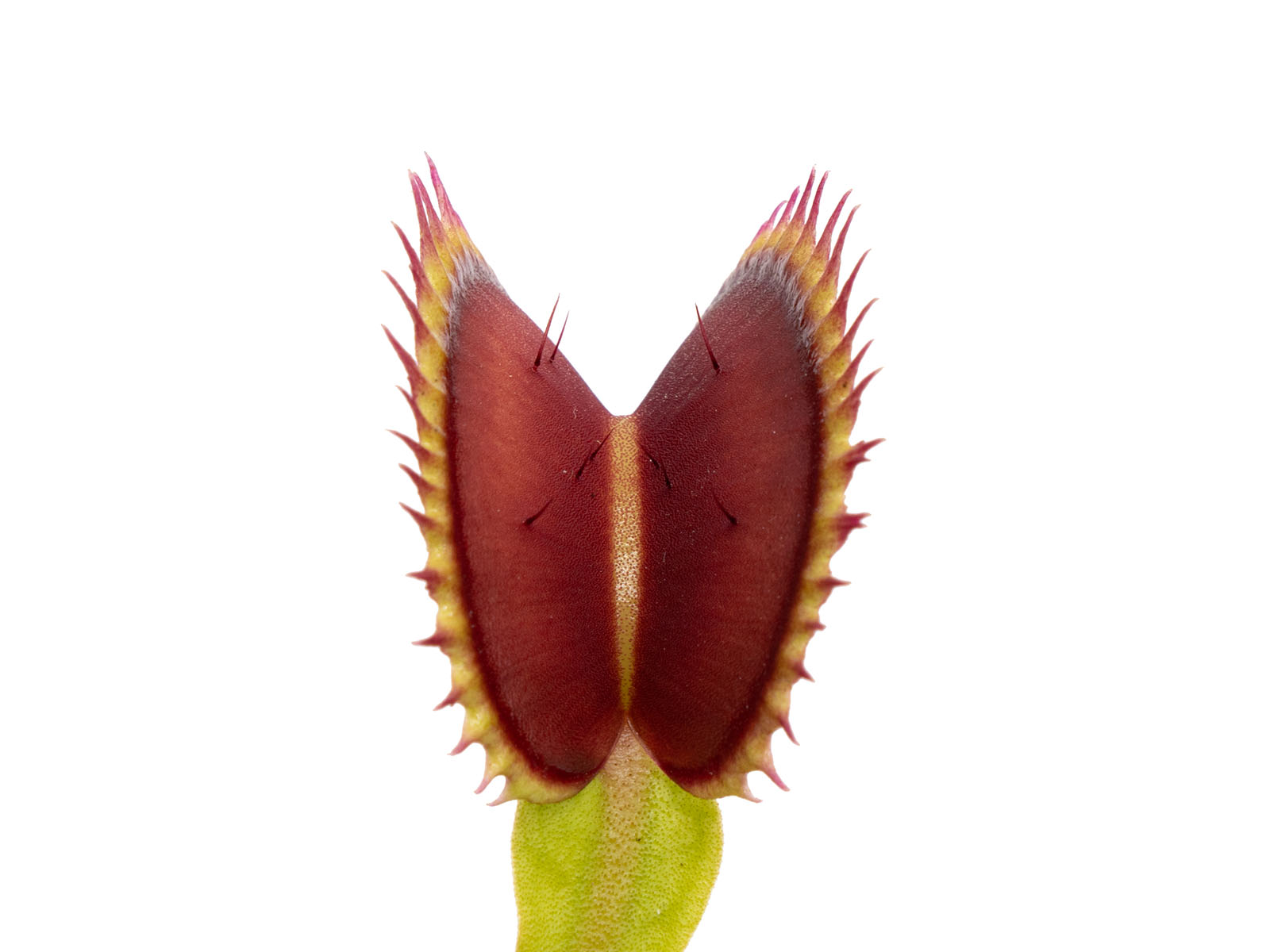 Dionaea muscipula - Tiger Fangs