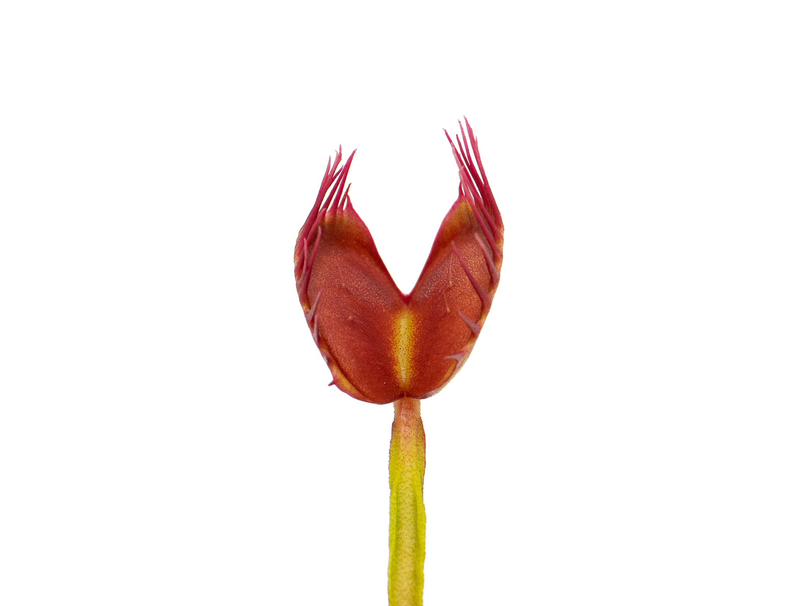 Dionaea muscipula - Cross Teeth