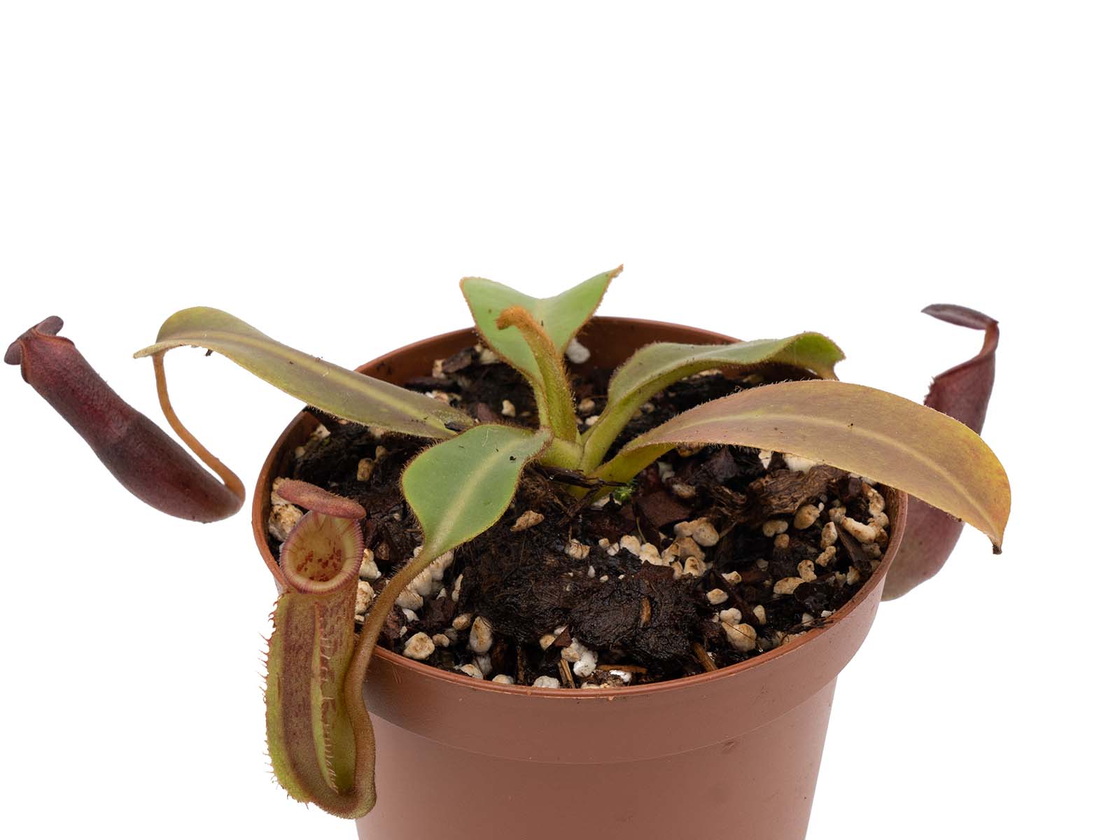 Nepenthes veitchii x (lowii x ephippiata)