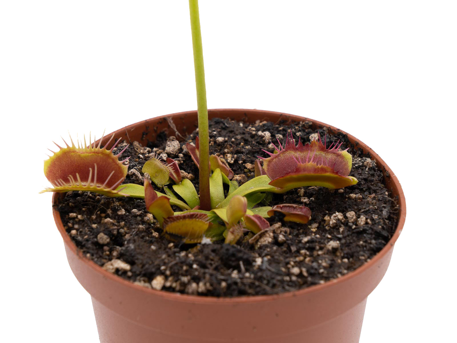 Dionaea muscipula - Fondue