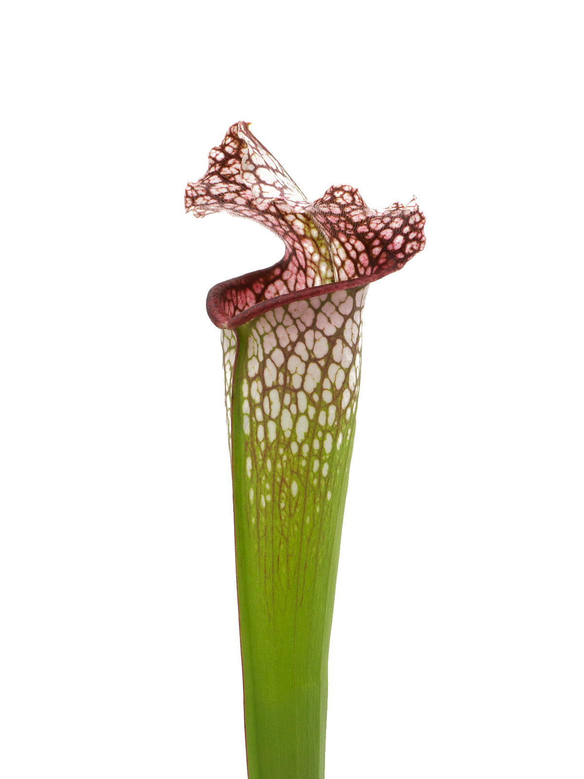 Sarracenia x Hybride - Carniflora