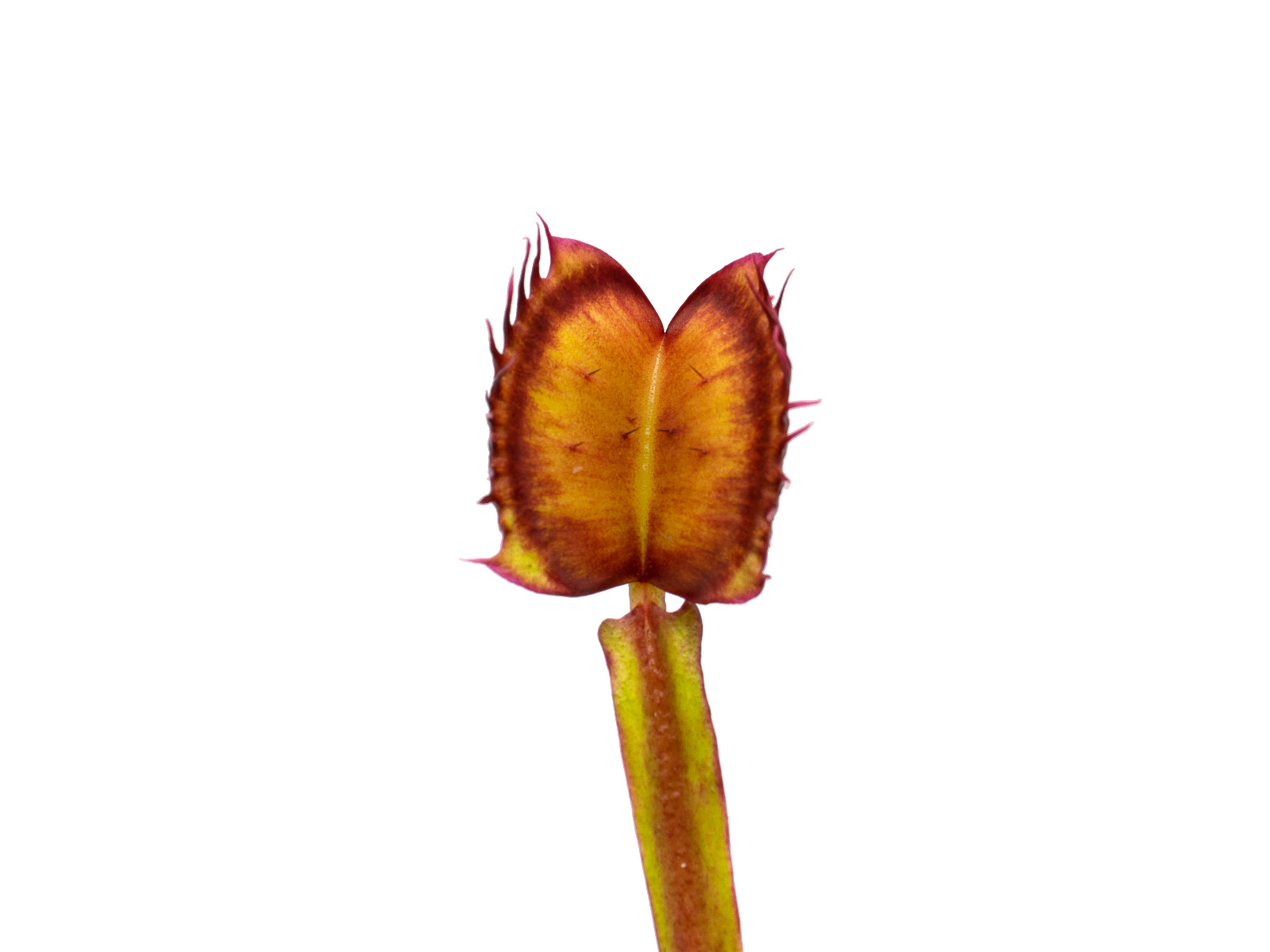 Dionaea muscipula - GJ Fantasia