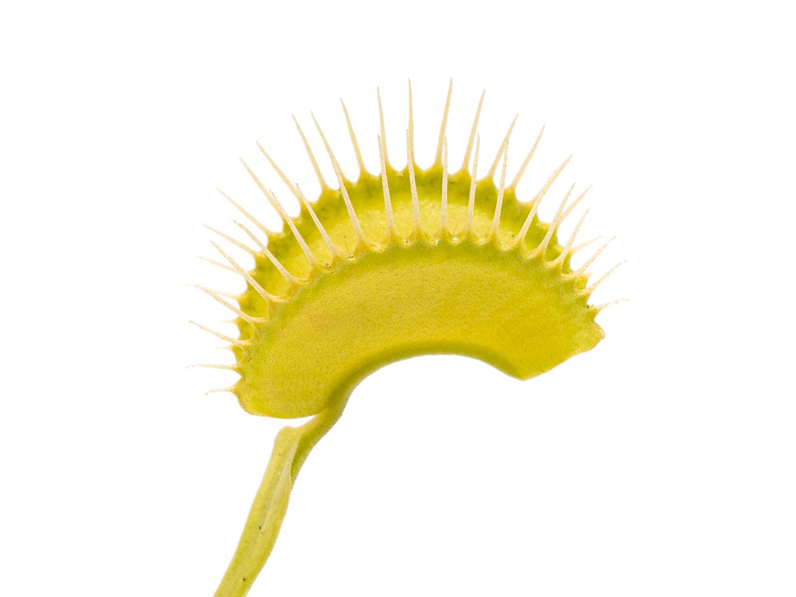 Dionaea muscipula - Viridis