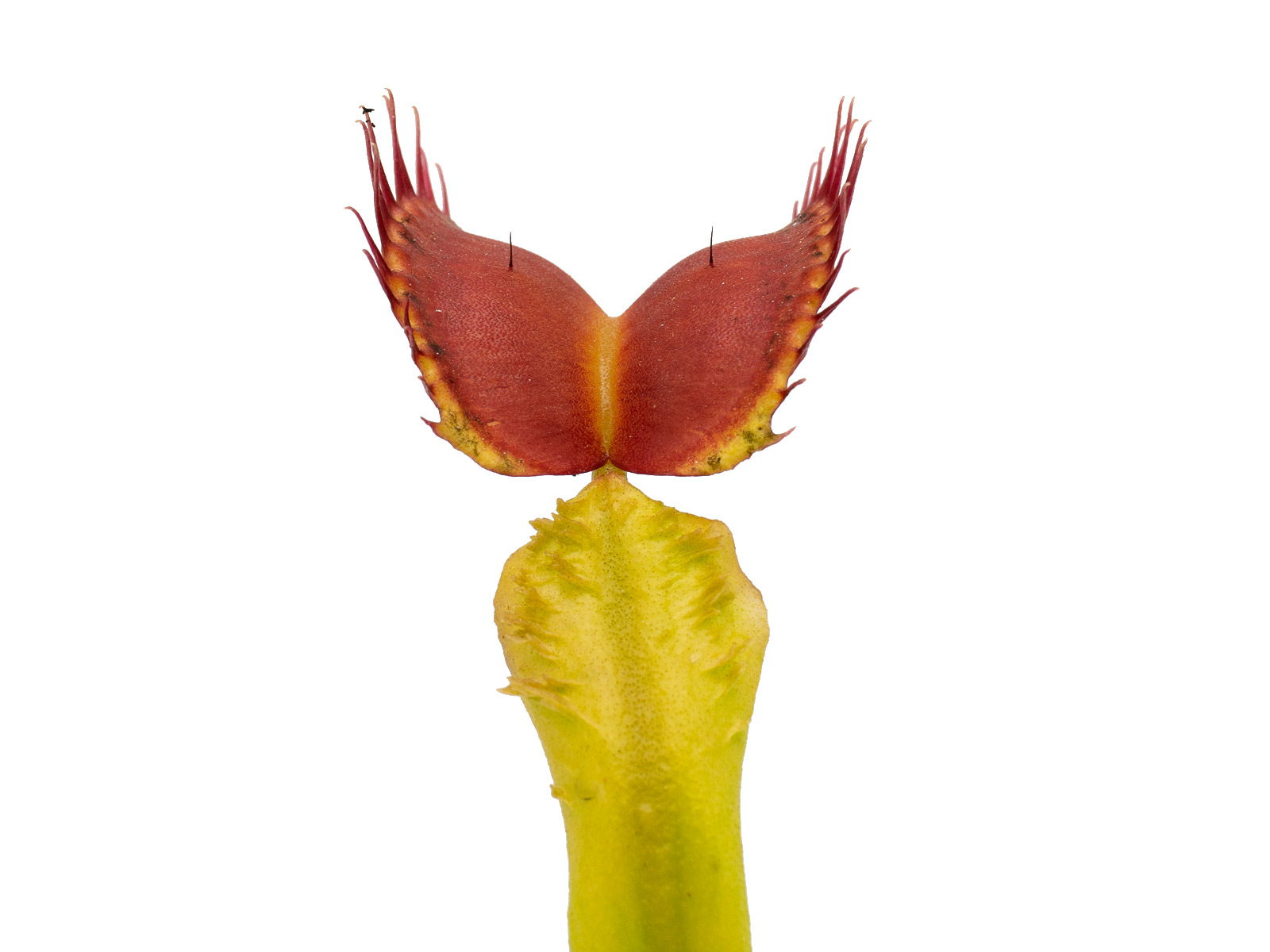 Dionaea muscipula - Crested Petioles