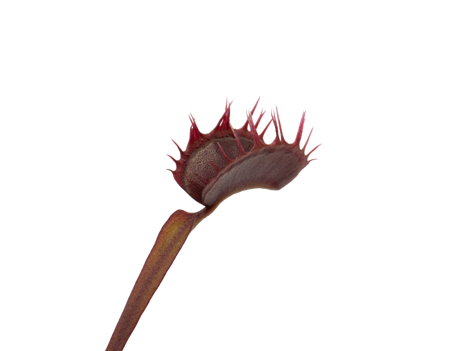 Dionaea muscipula - All Red Fused