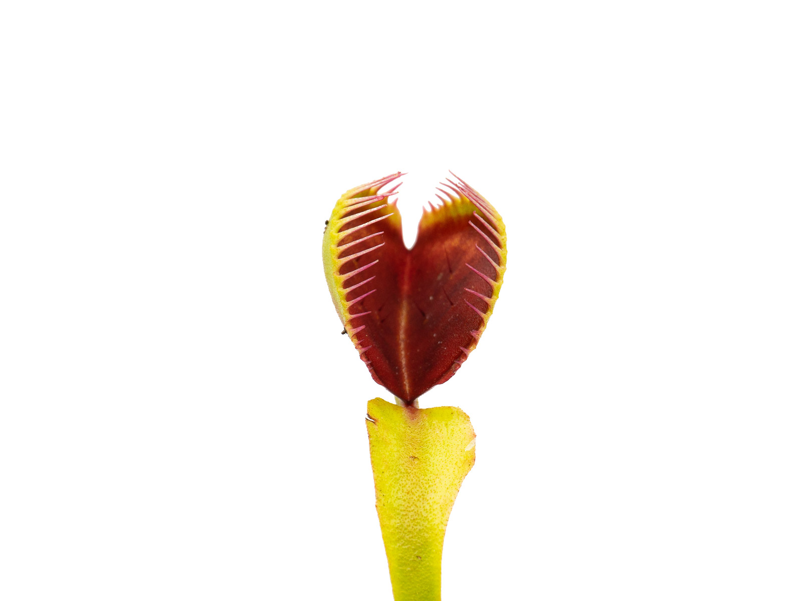 Dionaea muscipula - GJ Golbat