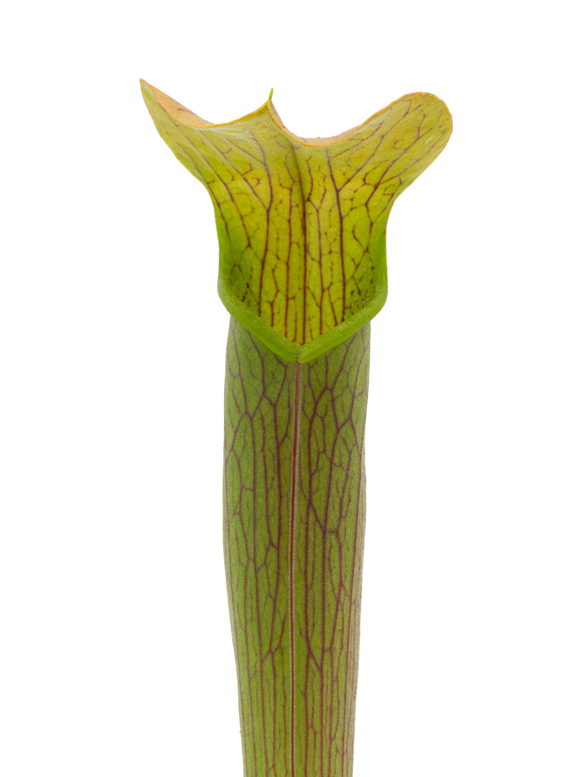 Sarracenia rubra ssp. wherryi - MK RW06, Giant form, Chatom, Washington County, Alabama
