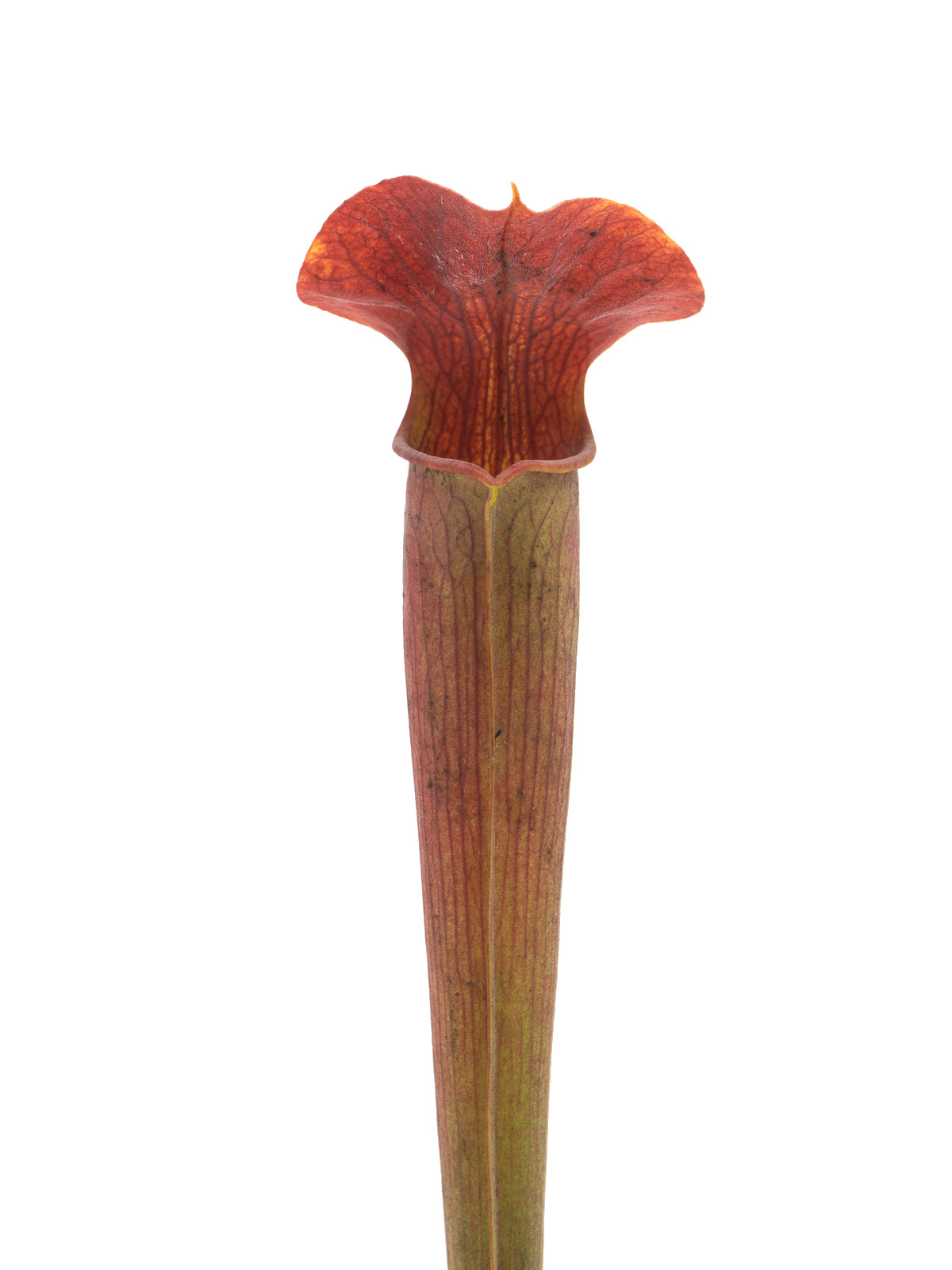 Sarracenia alata - deep maroon throat, ex Welhelm