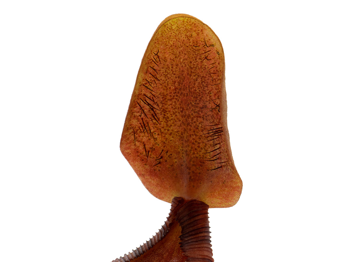 Nepenthes x briggsiana
