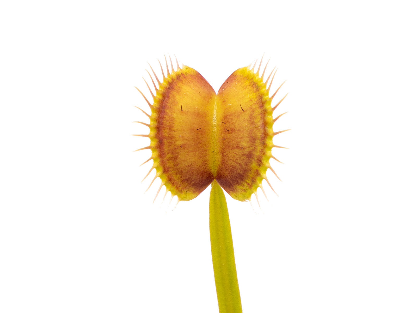 Dionaea muscipula - Switzerland Giant