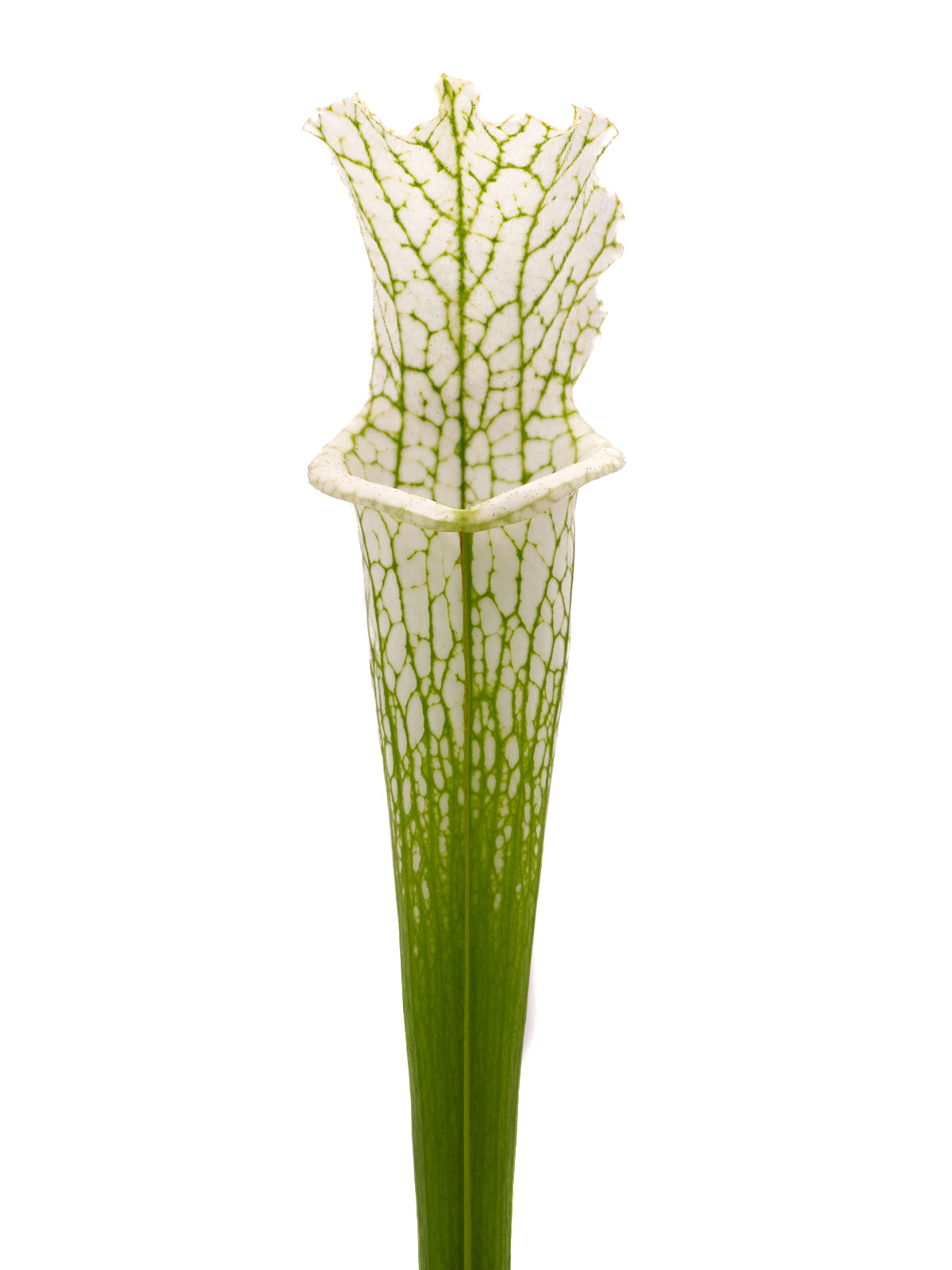 Sarracenia leucophylla var. alba - `white top´, Christian Klein