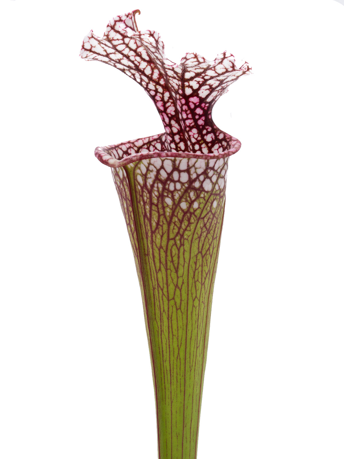 Sarracenia (leucophylla x oreophila) x leucophylla MS L15 - Clone A, Mirek Srba