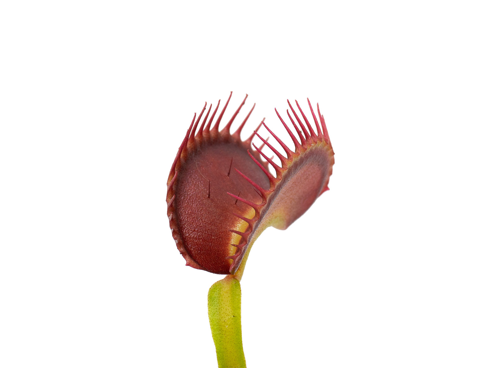 Dionaea muscipula - GJ ERROR
