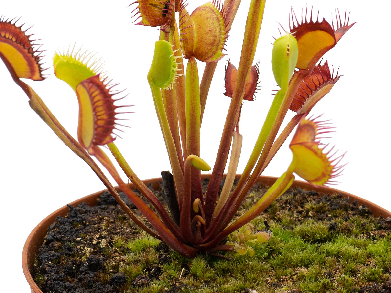 Dionaea muscipula - GJ Fantasia