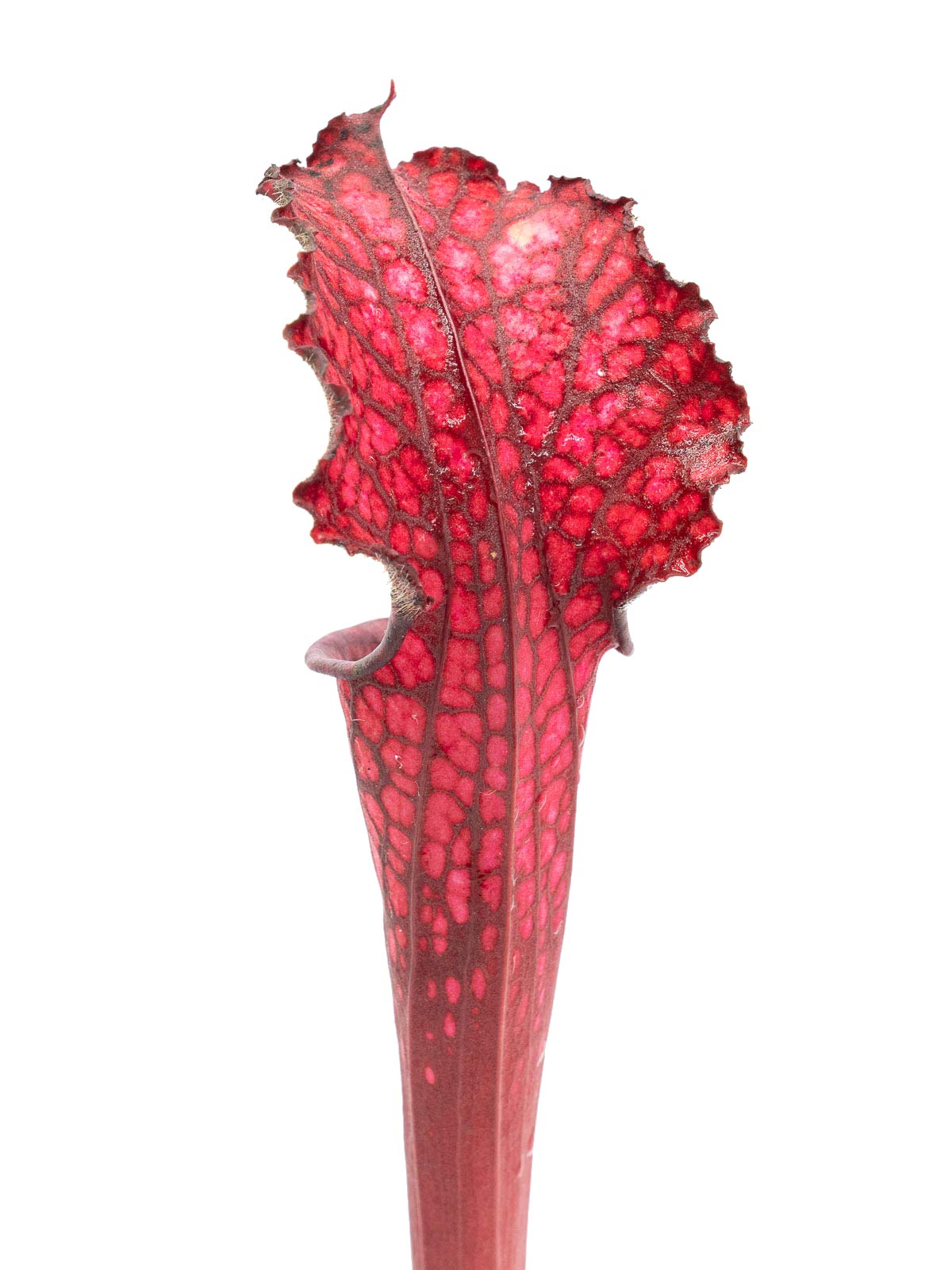 Sarracenia leucophylla - MK L121, `Bonbon´