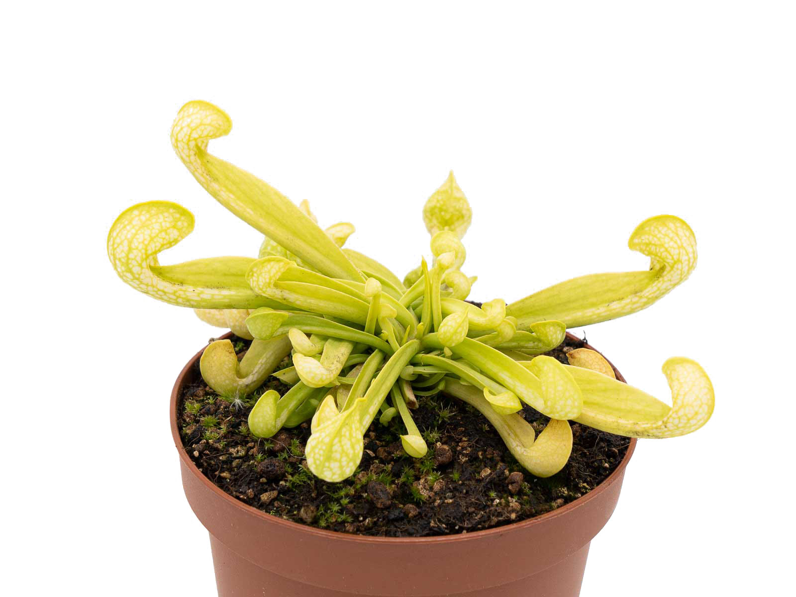 Sarracenia psittacina f. viridescens - Green Mutant Clone #2