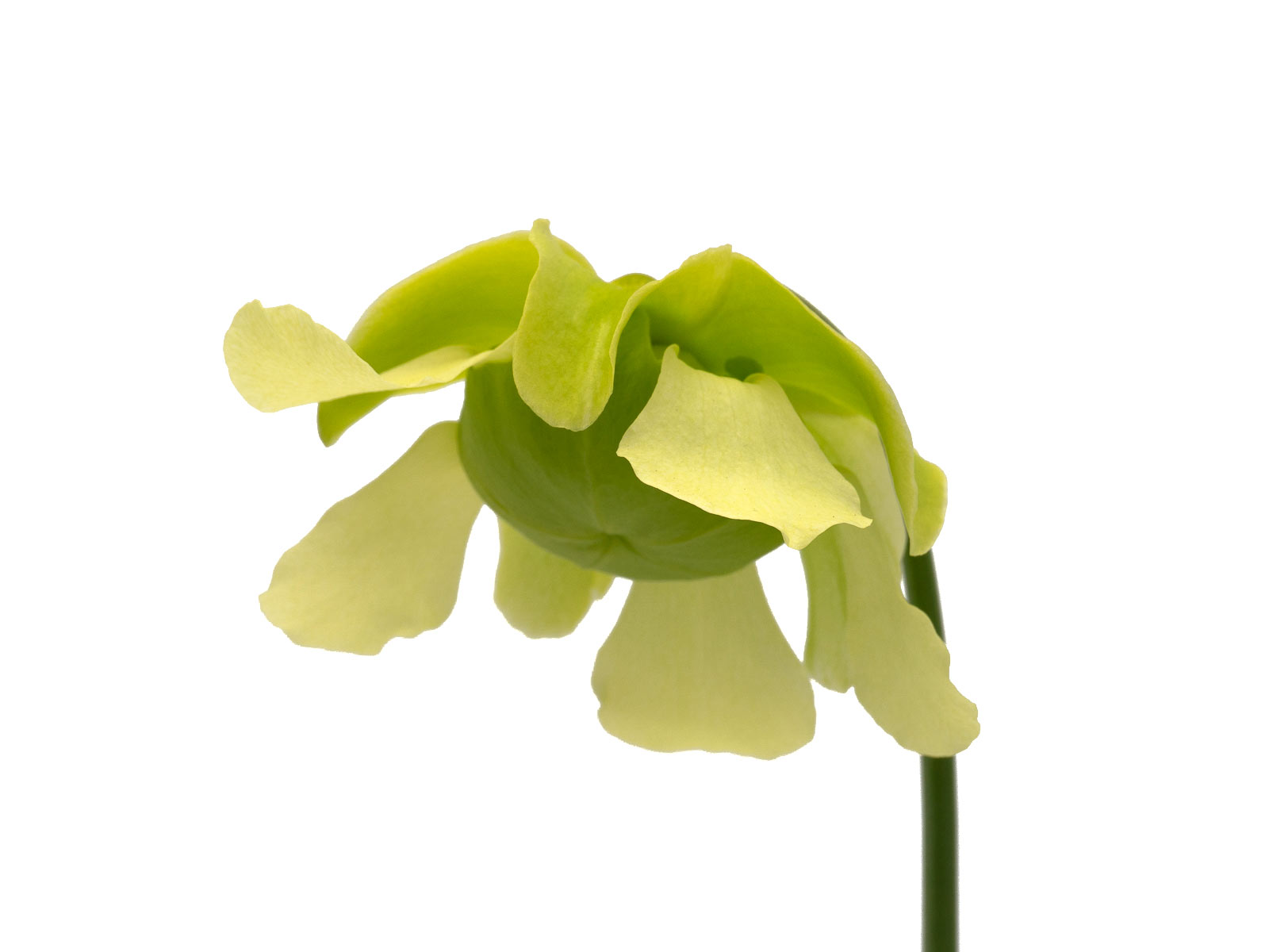 Sarracenia alata var. alata - MK A18, yellow flowers, Citronelle, Mobile County, Alabama