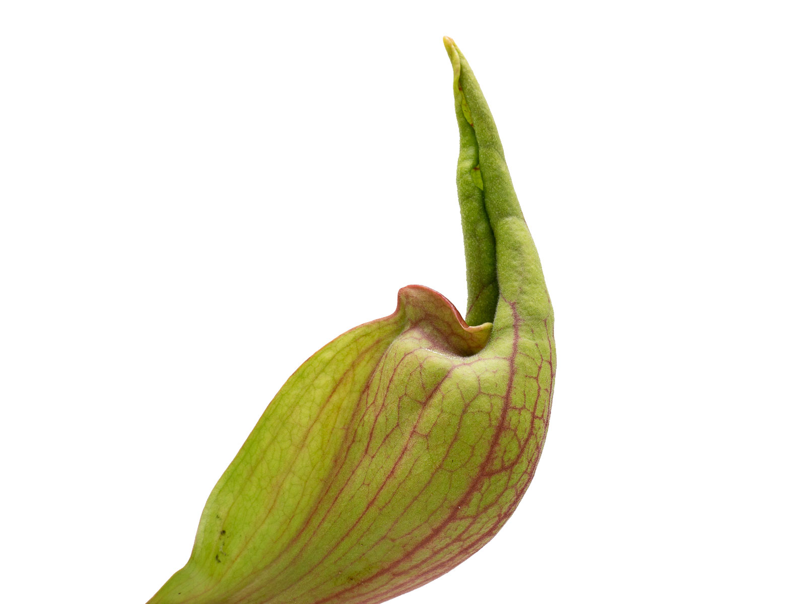 Sarracenia purpurea ssp. venosa - MK PV48, `Smurf´
