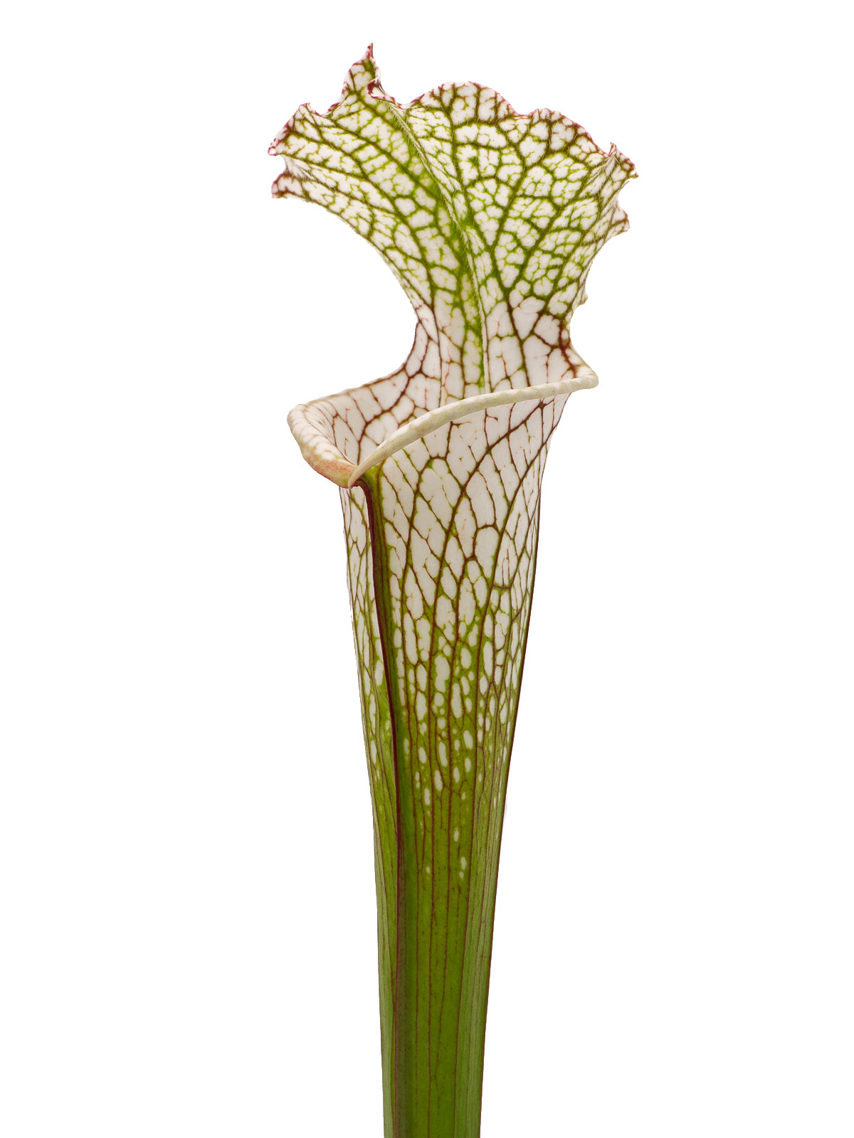 Sarracenia leucophylla - Dr. Eberhad König, Clone A