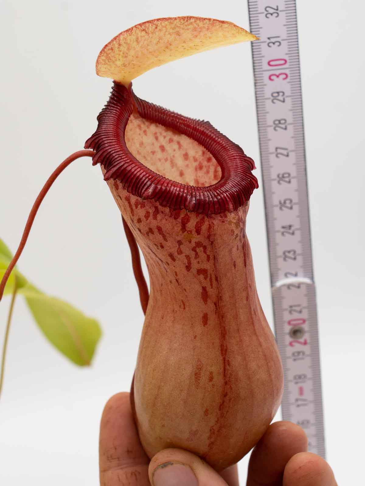 Auktion 020 - Nepenthes ventricosa 'speckled' female