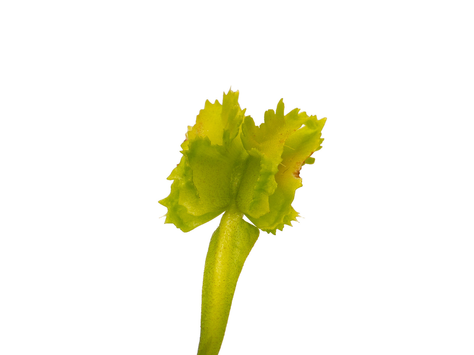 Dionaea muscipula - Biohazard 2