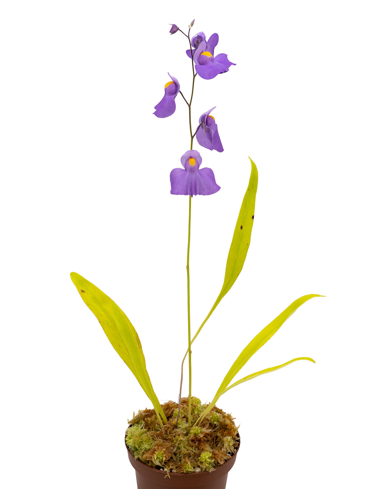 Utricularia longifolia