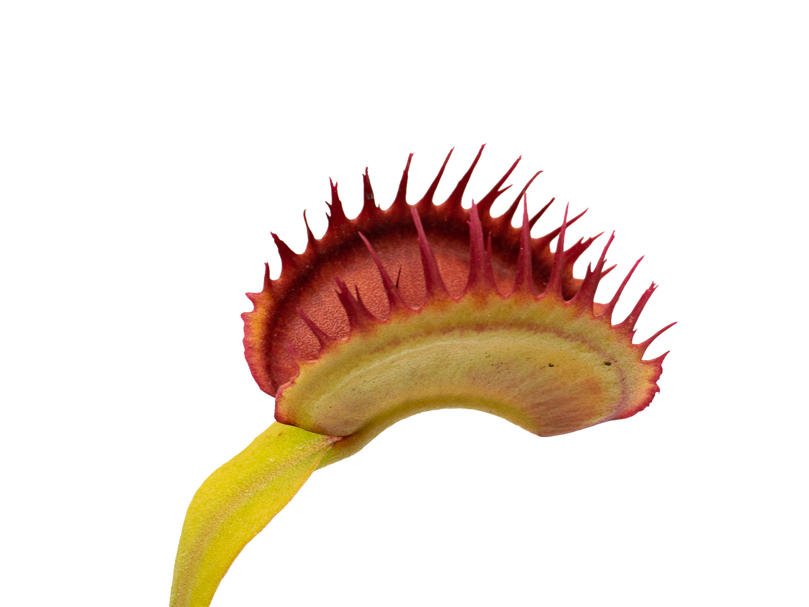 Dionaea muscipula - Australian Red Rosette