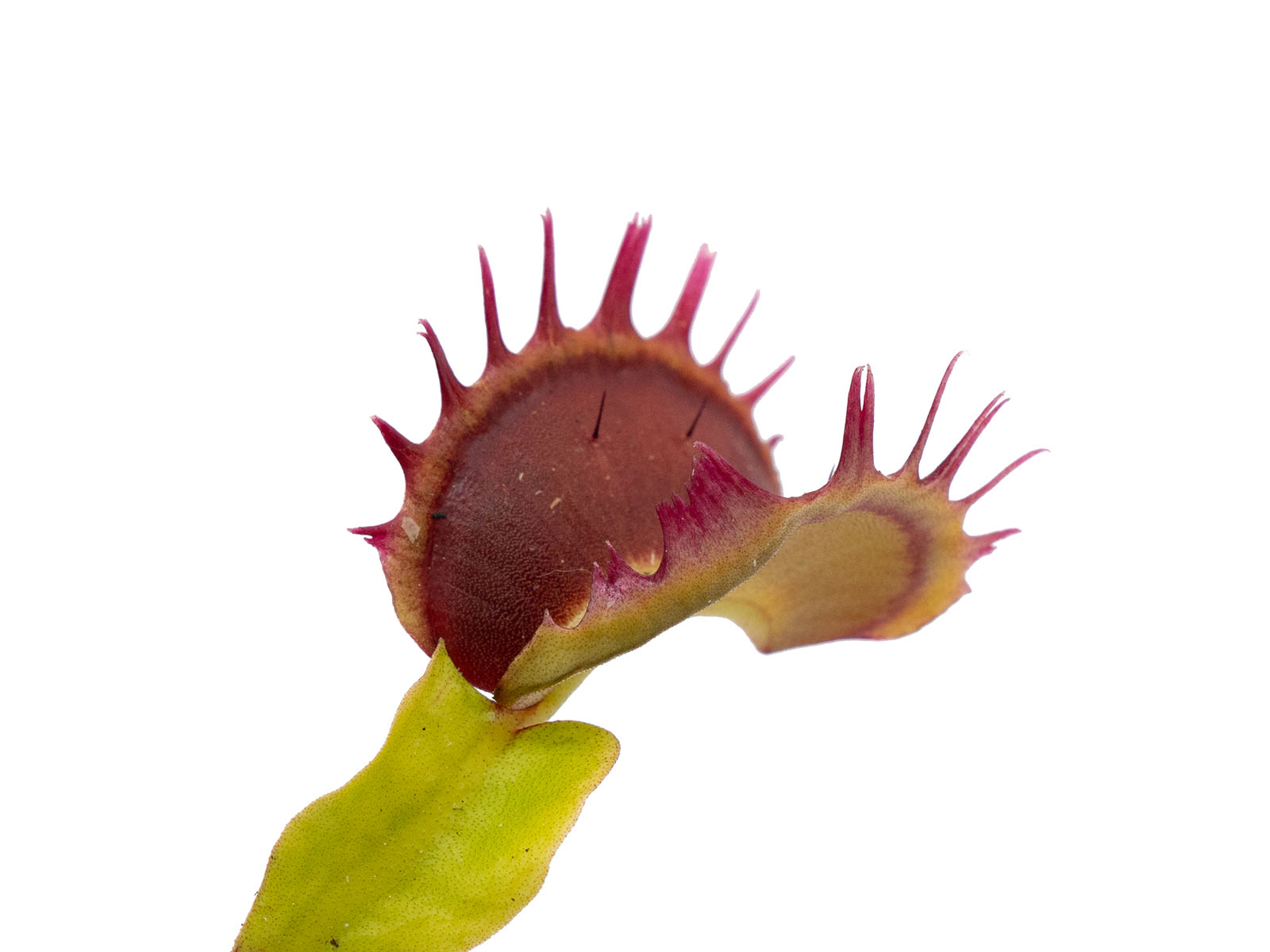 Dionaea muscipula - Haifischzähne
