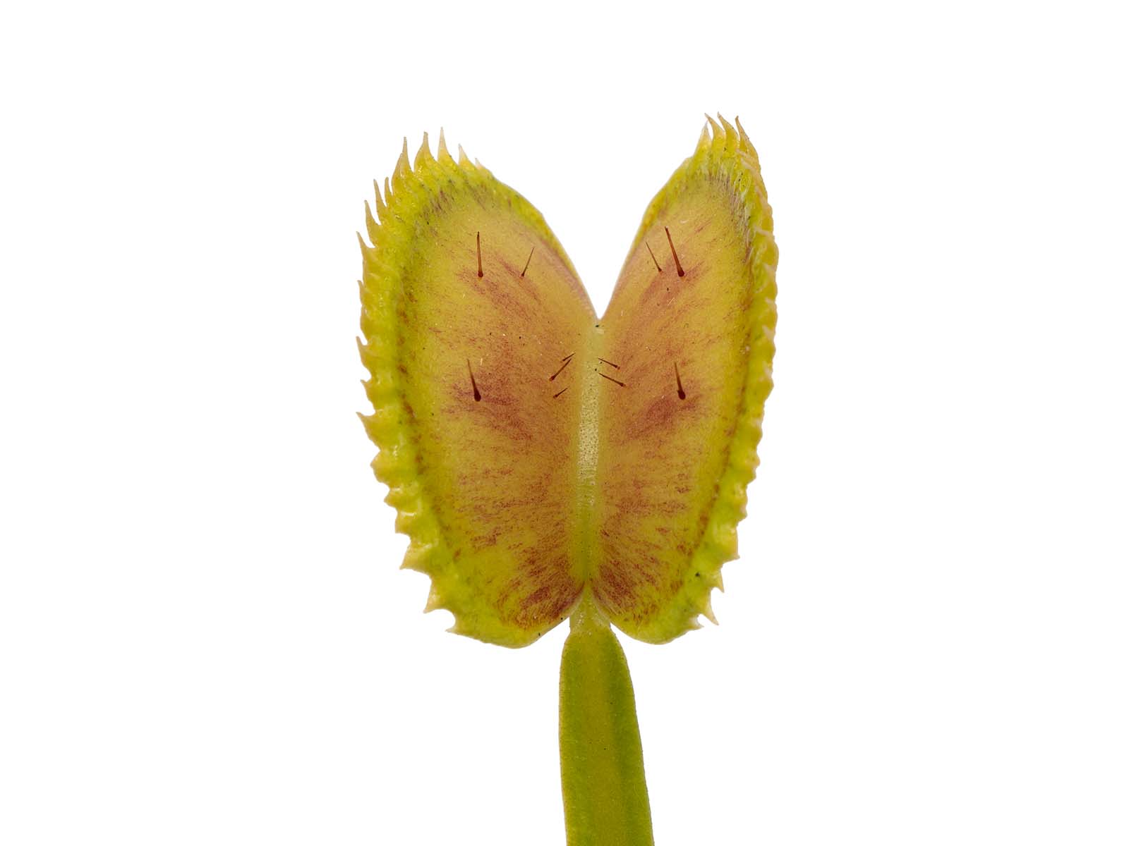 Dionaea muscipula - Tiger Teeth