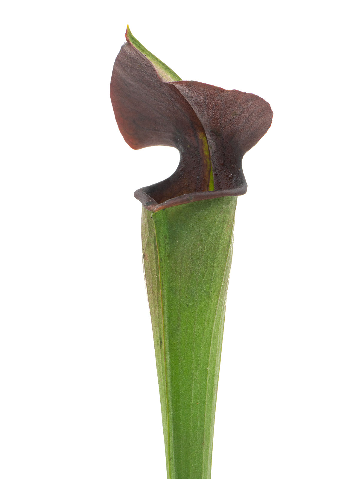 Sarracenia alata - MK A28, black tube, stocky pubescent, De Soto National Forest, Mississippi