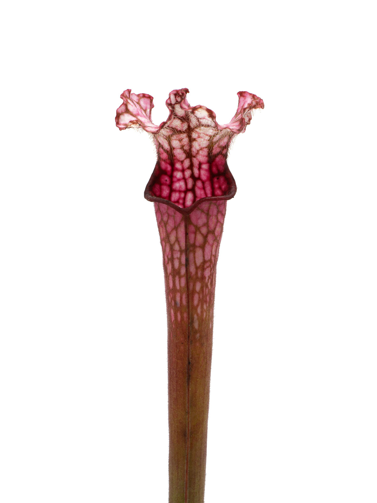 Sarracenia leucophylla - MK L49B, Perdido, Baldwin County, Alabama
