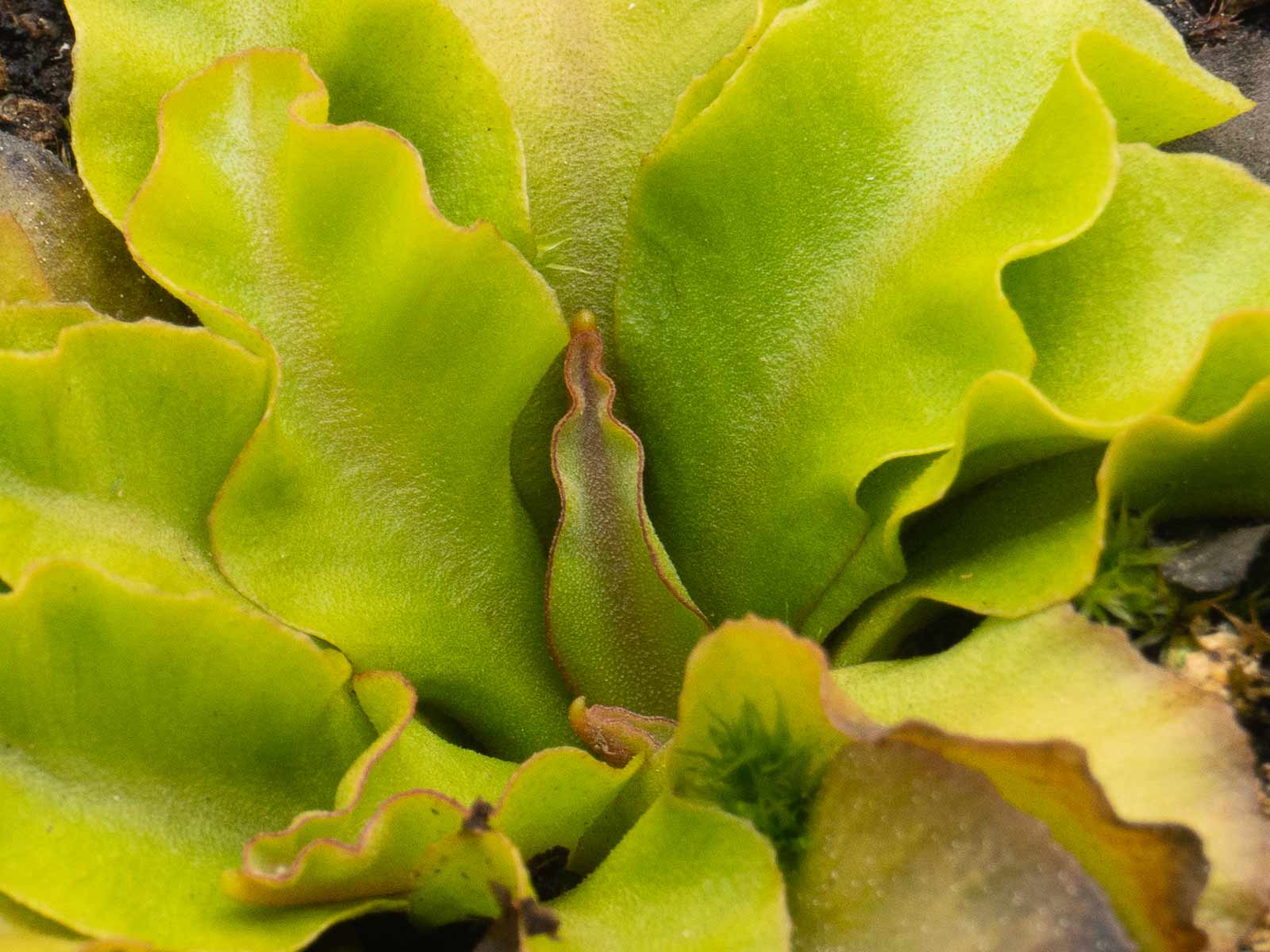 Dionaea muscipula - GJ Aphrodite