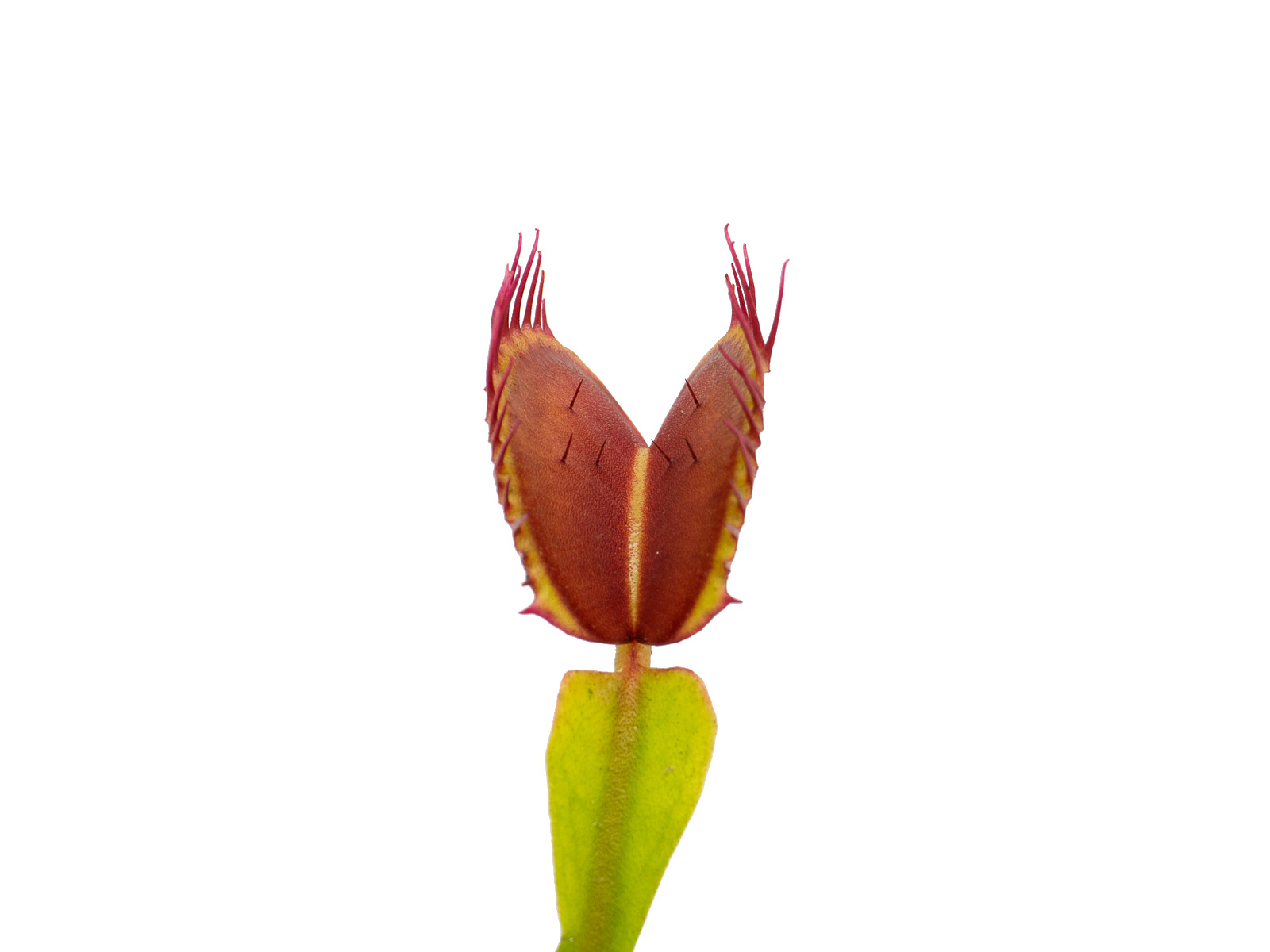 Dionaea muscipula - GJ Hedgehog