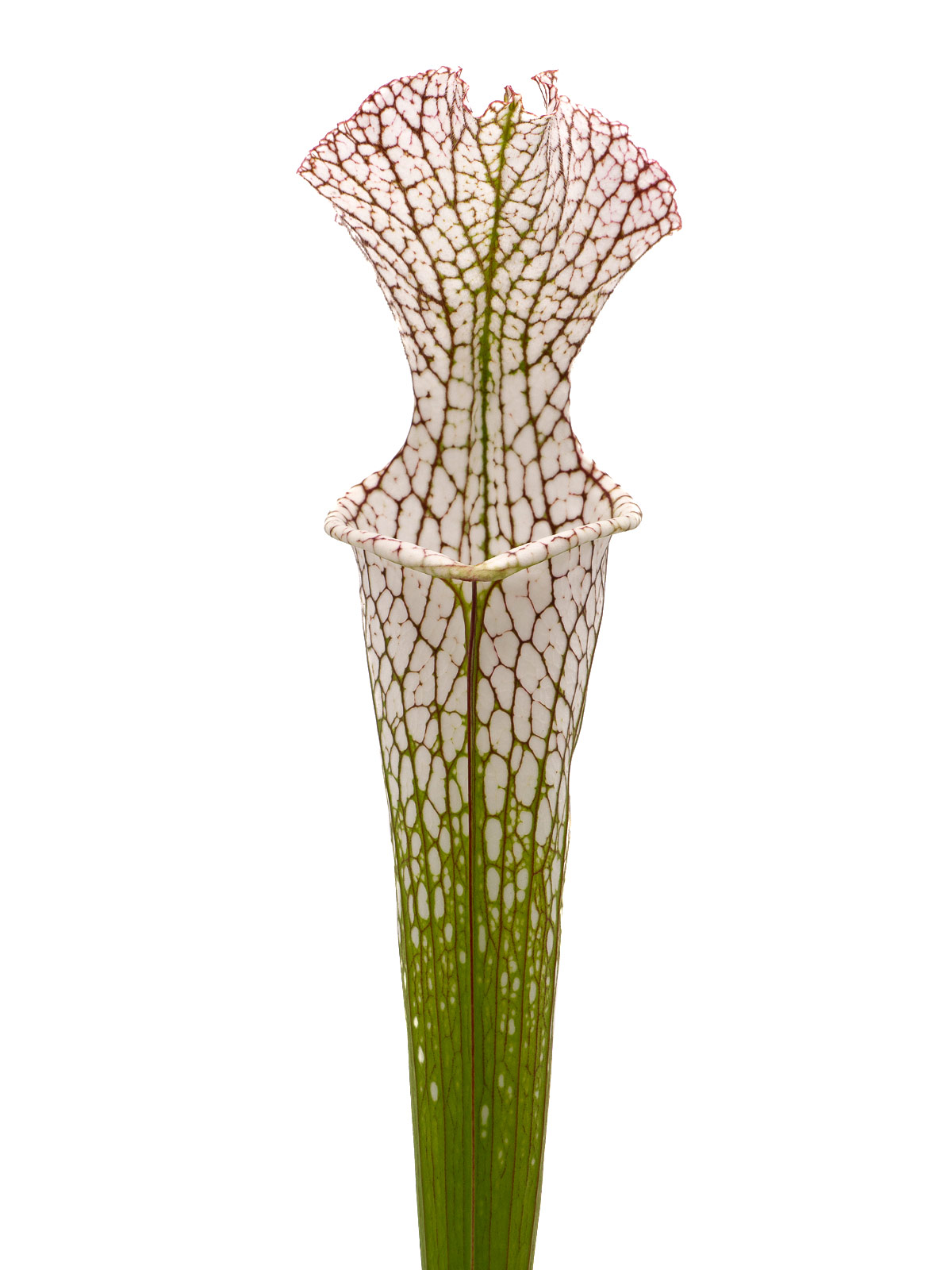 Sarracenia leucophylla - very tall grower, EEE 2011