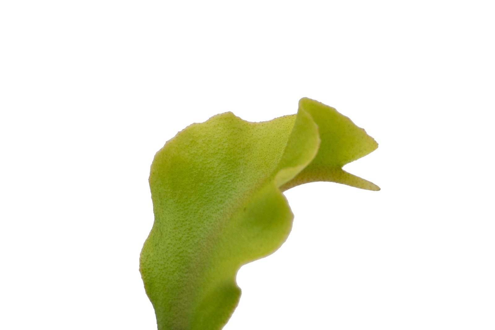 Dionaea muscipula - GJ Aphrodite