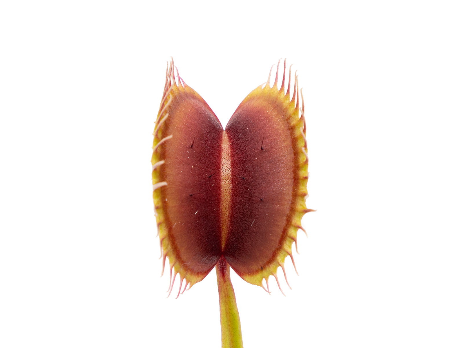 Dionaea muscipula - Large Pink Traps Erect Form