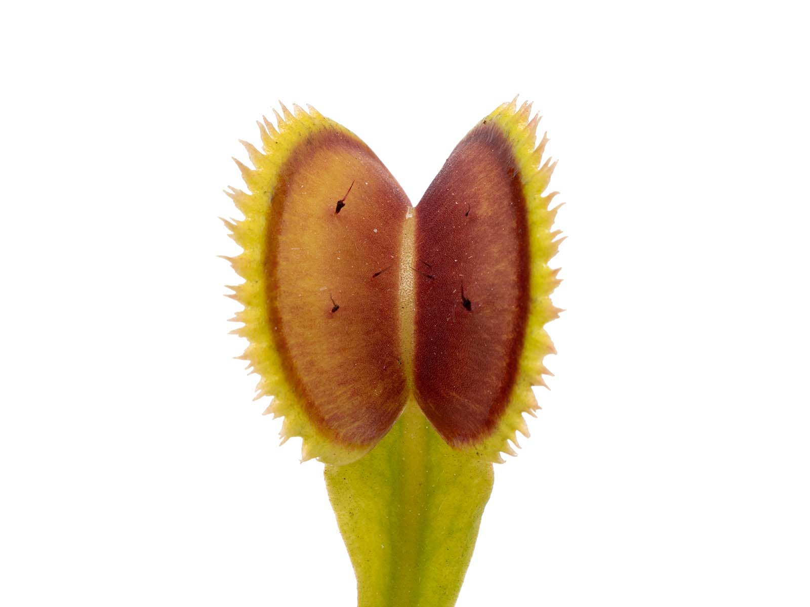 Dionaea muscipula - UK I