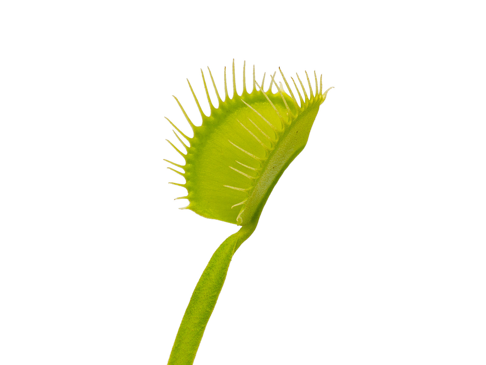 Dionaea muscipula - Olivgrün