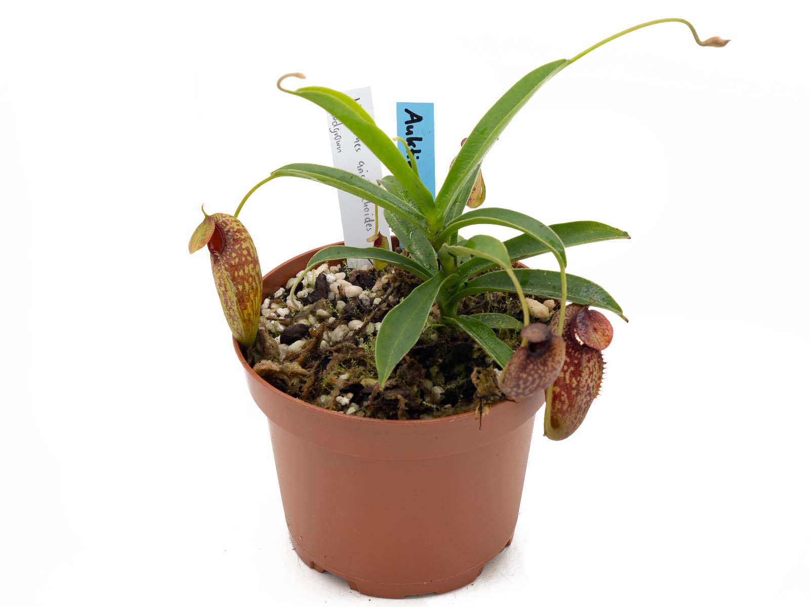 Auktion 062 - Nepenthes aristolochoides