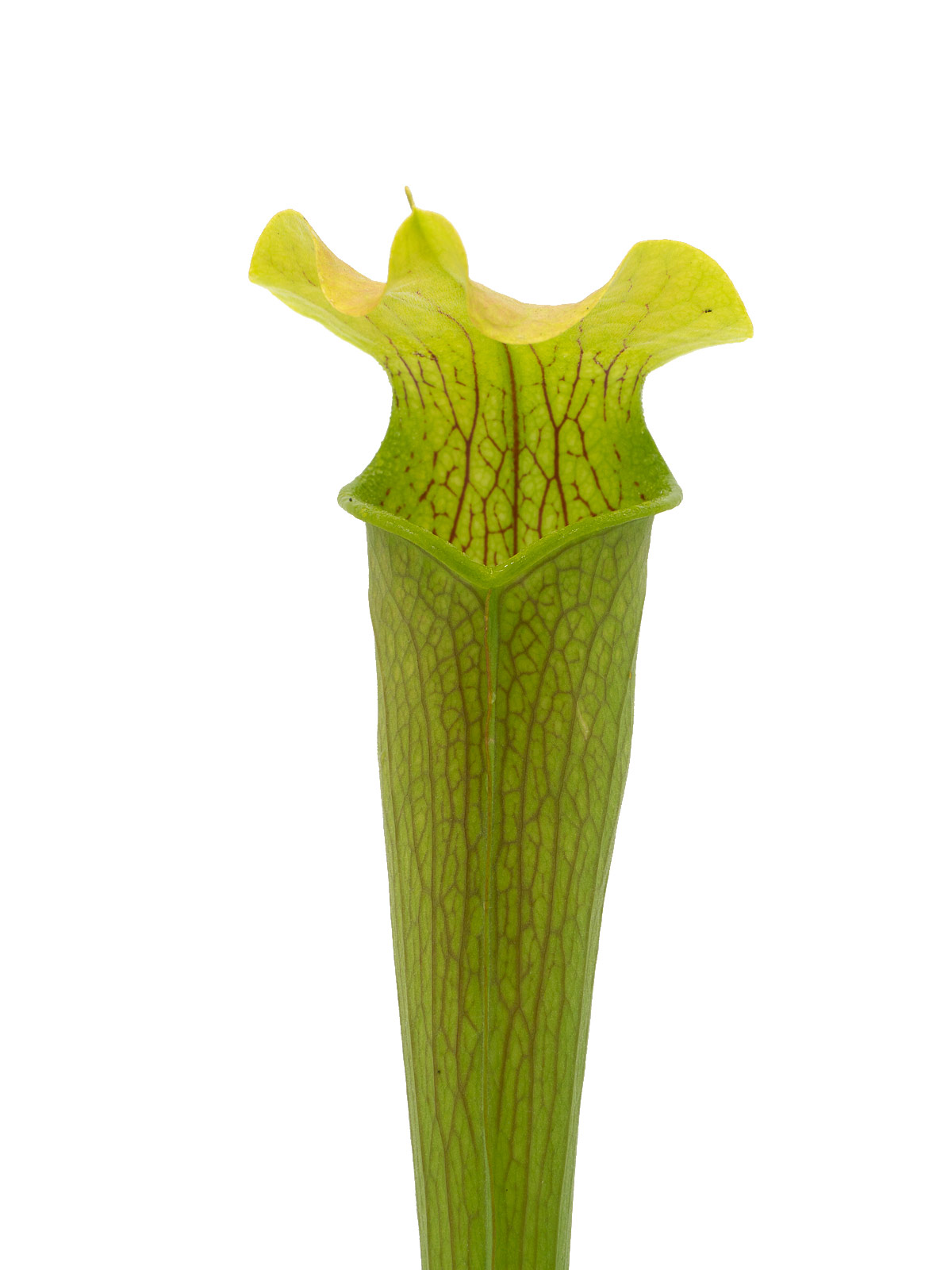 Sarracenia rubra ssp. alabamensis - MK RA05, ICPS location