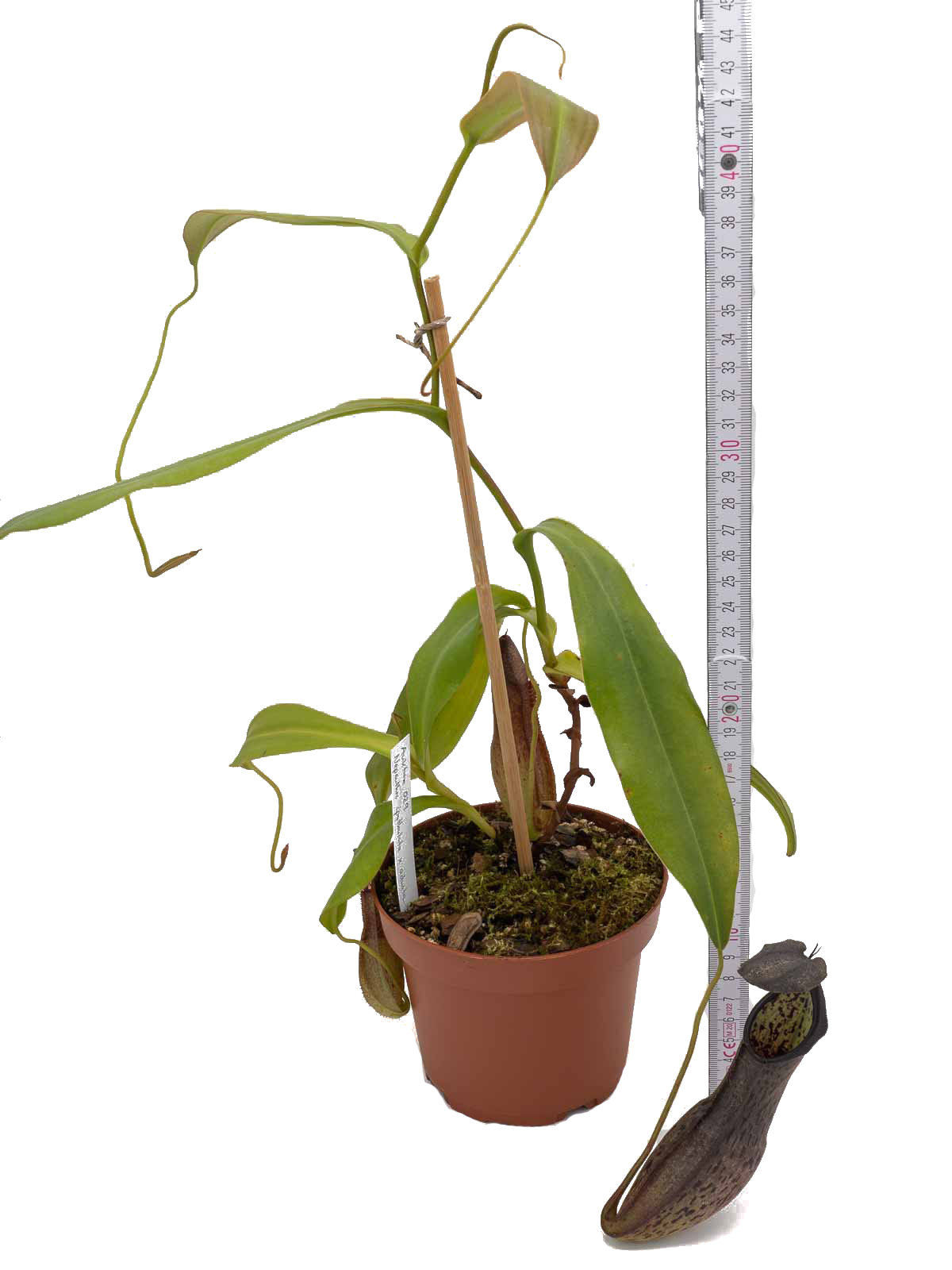 Auktion 029 - Nepenthes spathulata x adnata